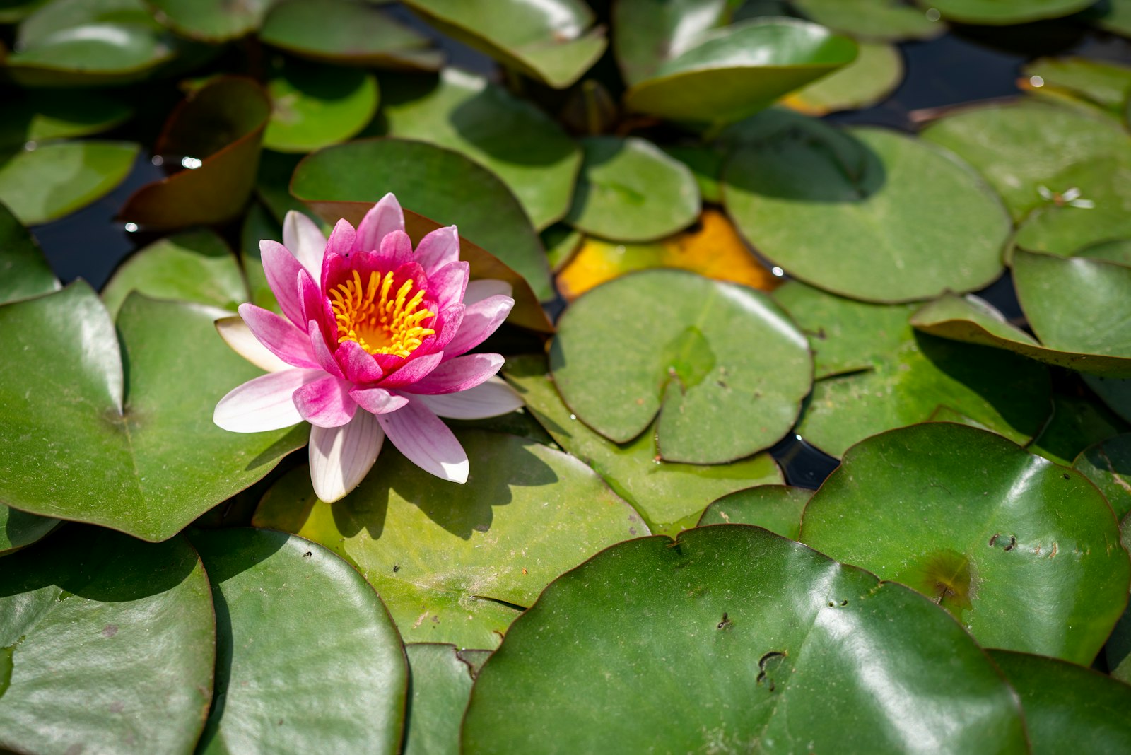 Pink lotus flower on water