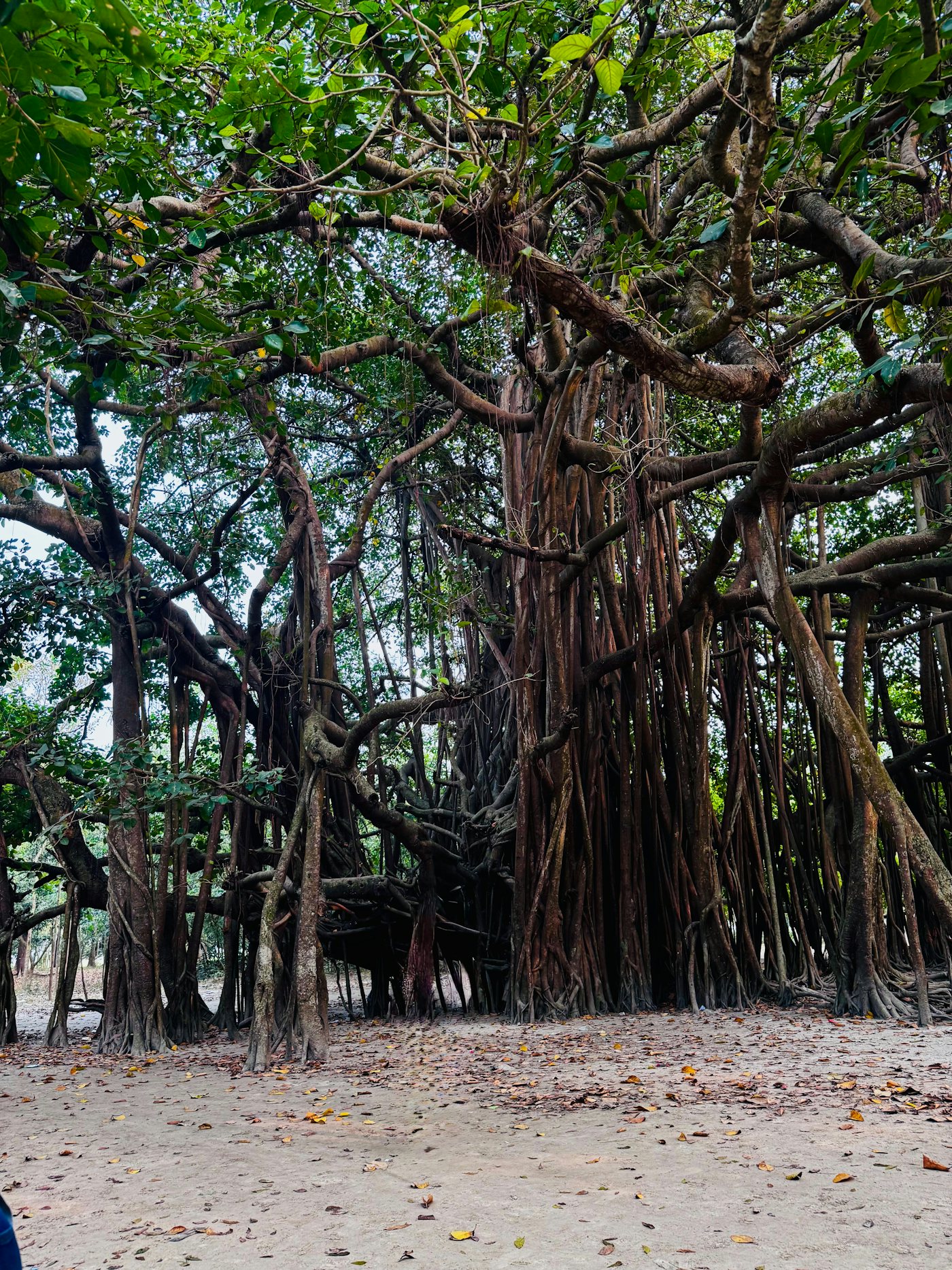 Ancient banyan tree with hanging roots